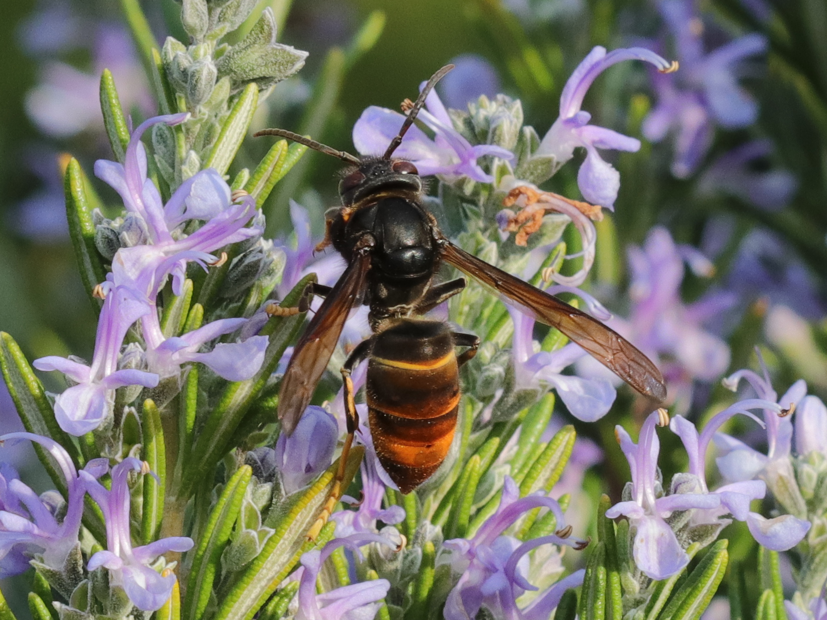 Figure 1. Yellow-legged hornet observation (author: Narcís Vicens).